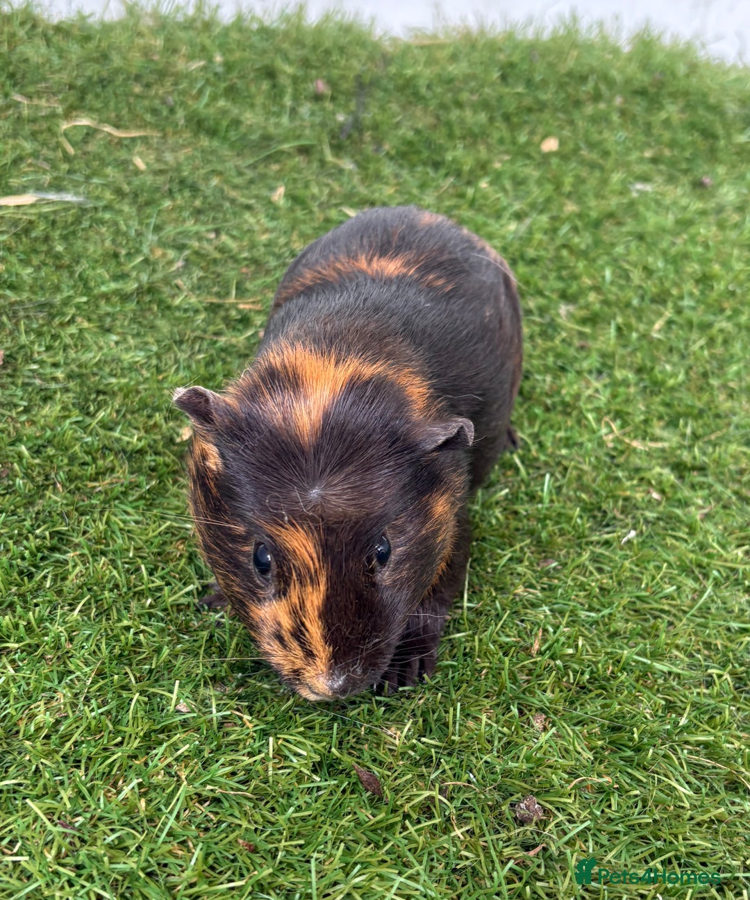 Guinea Pig rodents for sale: Female baby guinea pigs  - Image 25