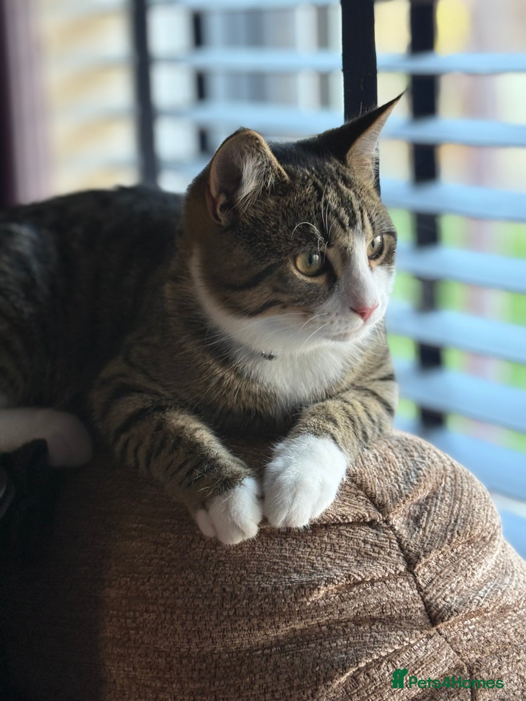 Domestic Shorthair cats for sale: Handsome 6 month old tabby and white male. - Advert 8