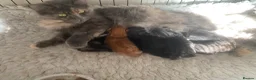 Maine Coon cats for sale: Fabulous litter full Maine Coon kittens Male  - Advert 6