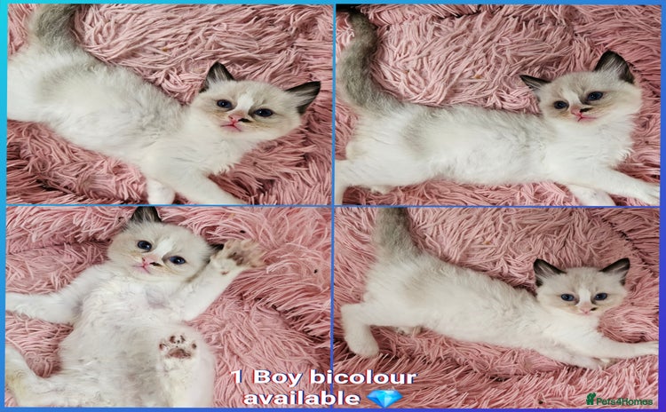 Ragdoll cats - Advert 9