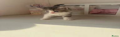 Mixed Breed Kitten 1