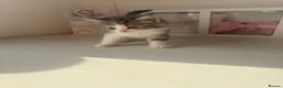 Mixed Breed cats for sale: Beautiful Fluffy Ragdoll/Persian Kittens in Mexborough - Advert 2
