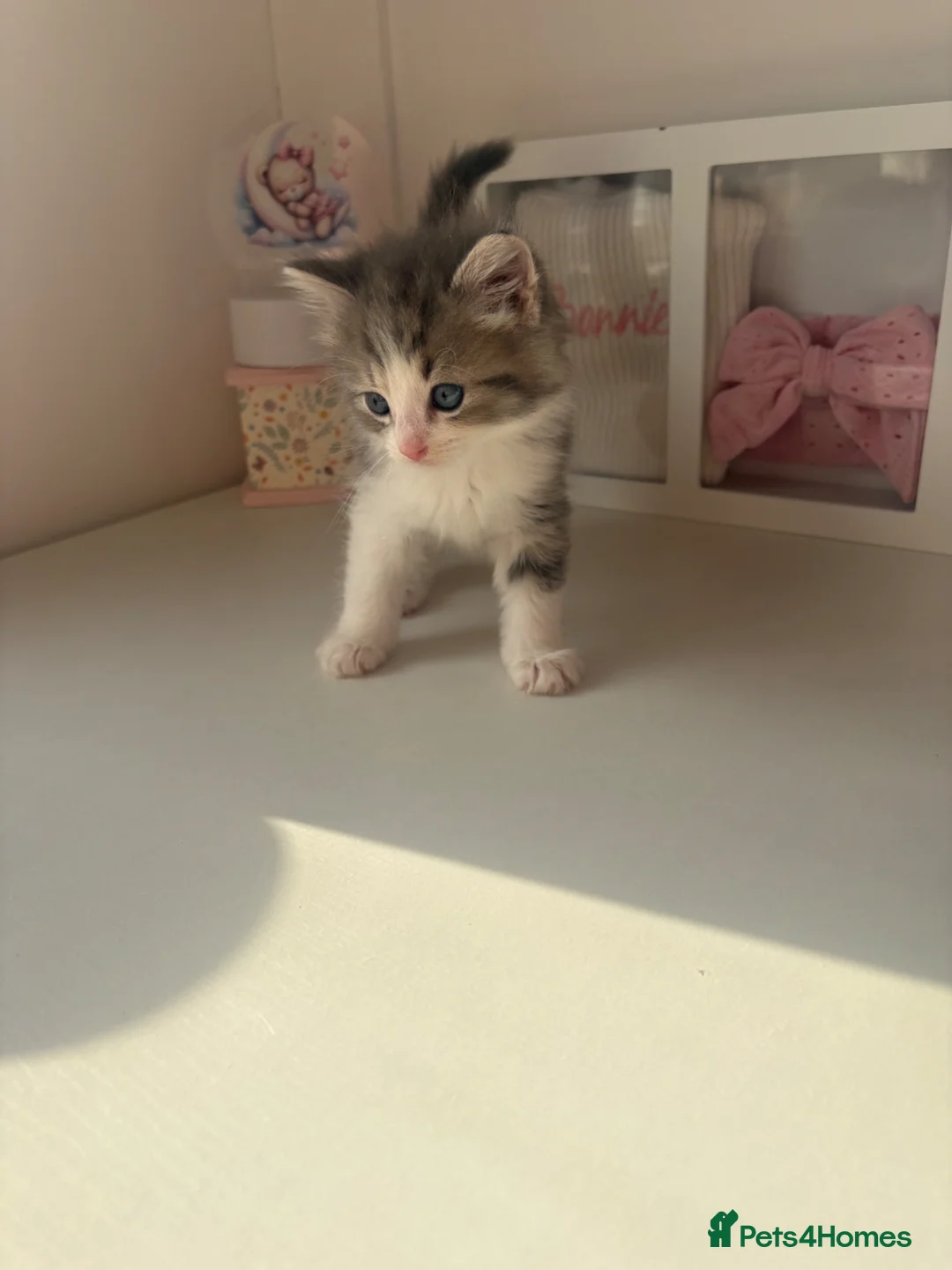 Mixed Breed cats for sale: Beautiful Fluffy Ragdoll/Persian Kittens in Mexborough - Advert 2
