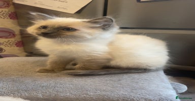 Ragdoll cats Beautiful kitten  - Advert 5