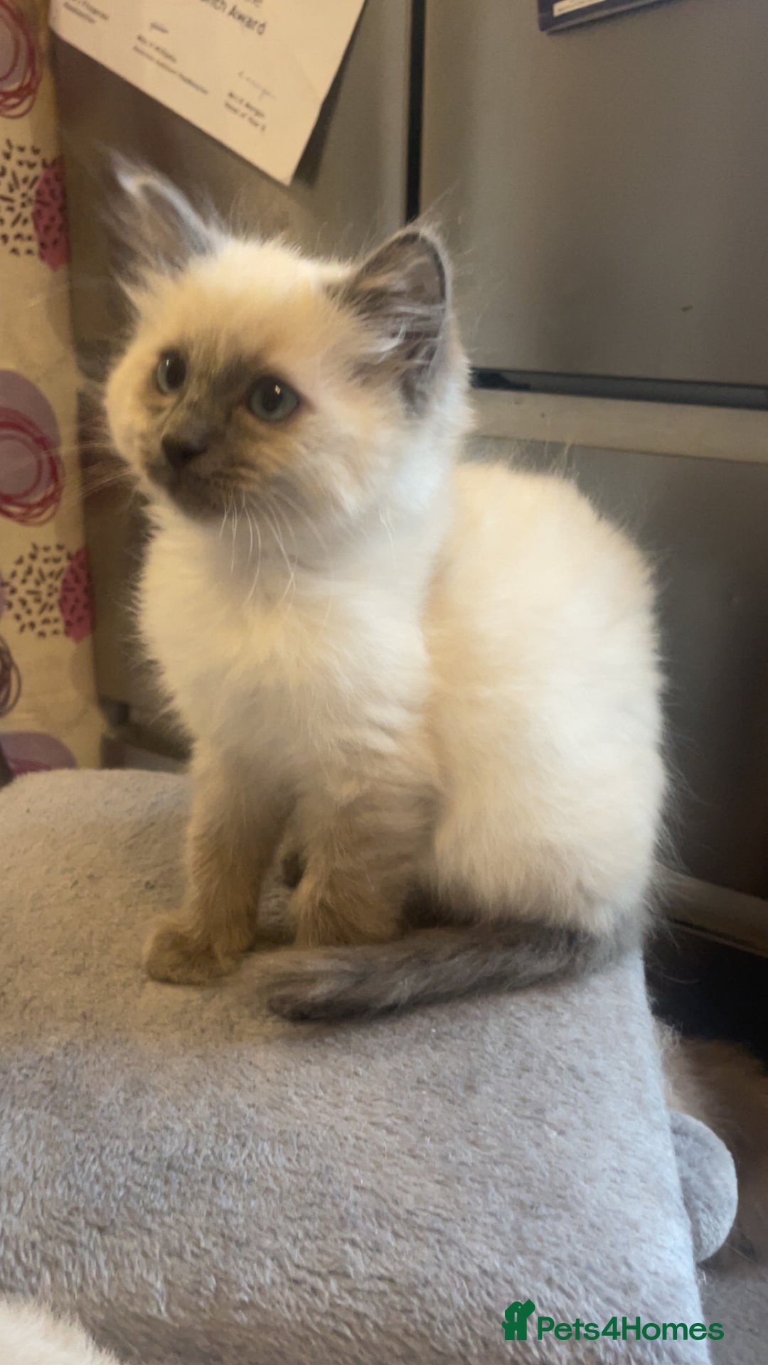 Ragdoll cats for sale: Beautiful kitten  - Advert 3