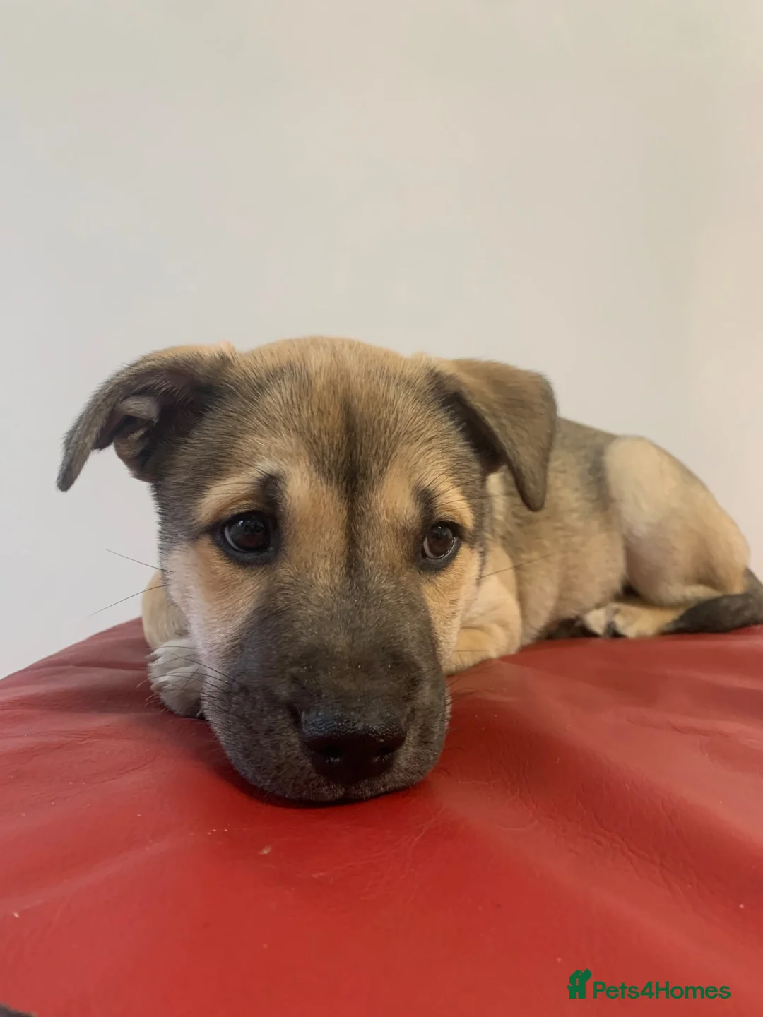 Mixed Breed dogs for sale: Beautiful Staffy x Husky Pups - Advert 2