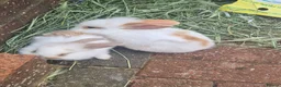 Mini Lion Lop rabbits for sale:   9 Mini Lion x lops - Advert 6