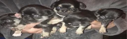 Chihuahua dogs for sale: Chihuahua pups in Doncaster - Advert 10
