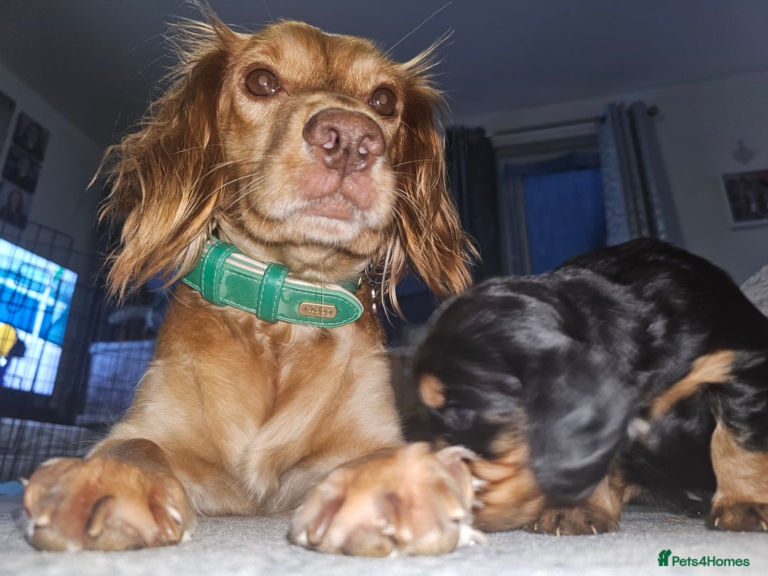Sprocker dogs for sale: Three gorgeous girls for sale ❤️ - Image 8