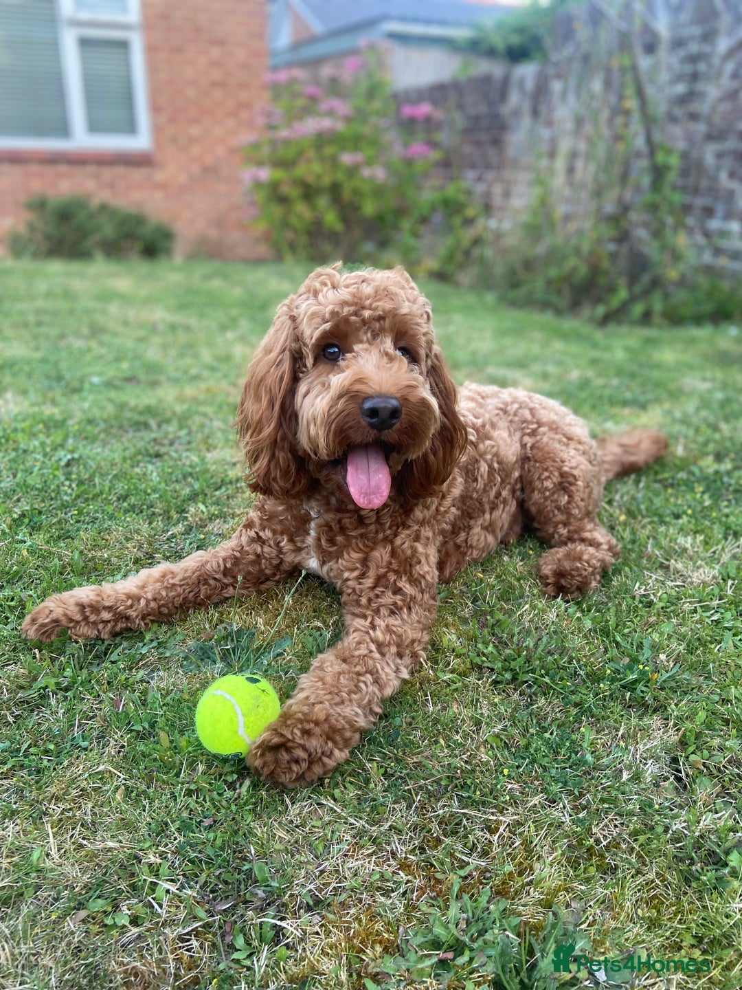 Cockapoo dogs for stud: Cockapoo for stud in Southampton - Image 2