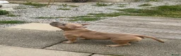 American Bully dogs for sale: Pocket bully  - Advert 5