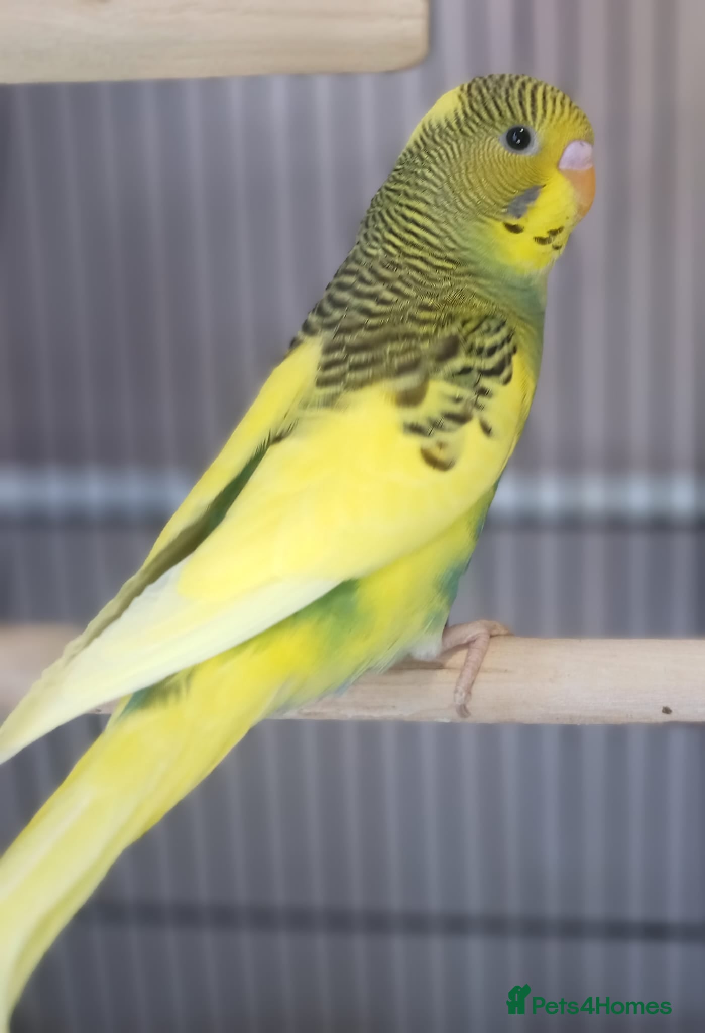 Budgerigars birds Pet baby budgies priced between £50-£70 - Advert 2