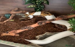 Snake reptiles for sale: High white pied royal python with complete setup - Advert 1