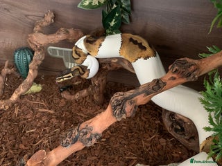 Snake reptiles for sale: High white pied royal python with complete setup - Advert 1