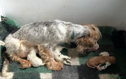 Cocker Spaniel dogs for sale: KC SHOW COCKERS - EXTENSIVE HEALTH TEST PARENTS - Advert 4