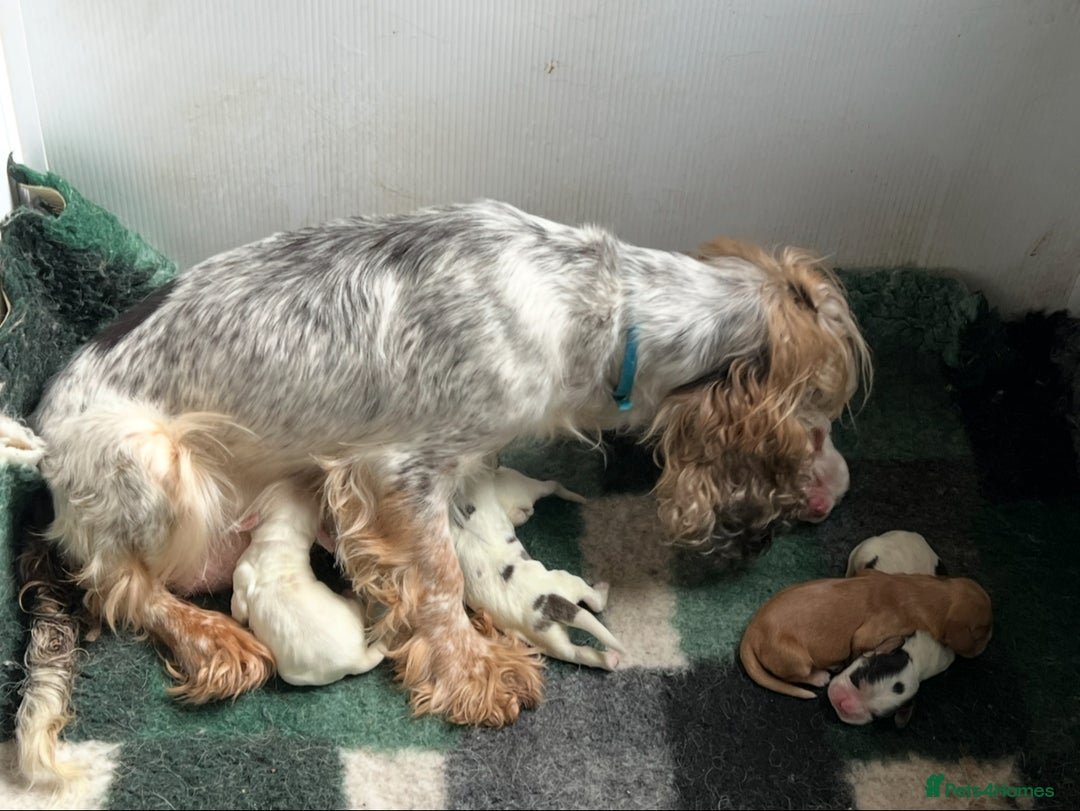 Cocker Spaniel dogs for sale: KC SHOW COCKERS - EXTENSIVE HEALTH TEST PARENTS - Advert 4