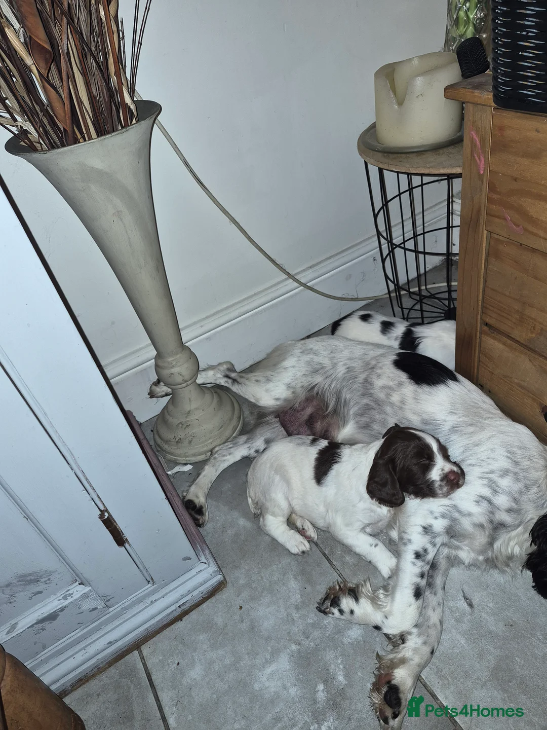 English Springer Spaniel dogs for sale: Black and white female - Advert 2
