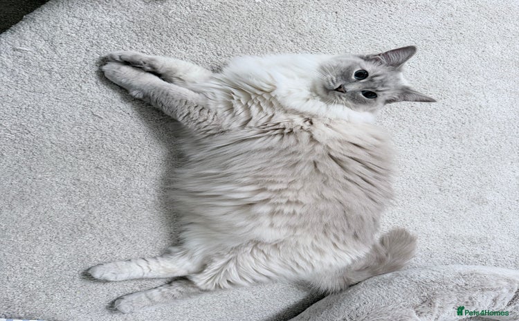 Ragdoll cats Blue Lynx Ragdoll - Advert 7