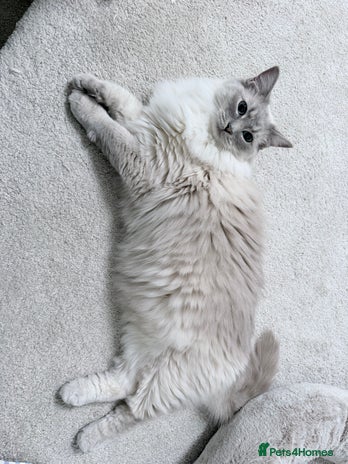 Ragdoll cats Blue Lynx Ragdoll - Advert 7