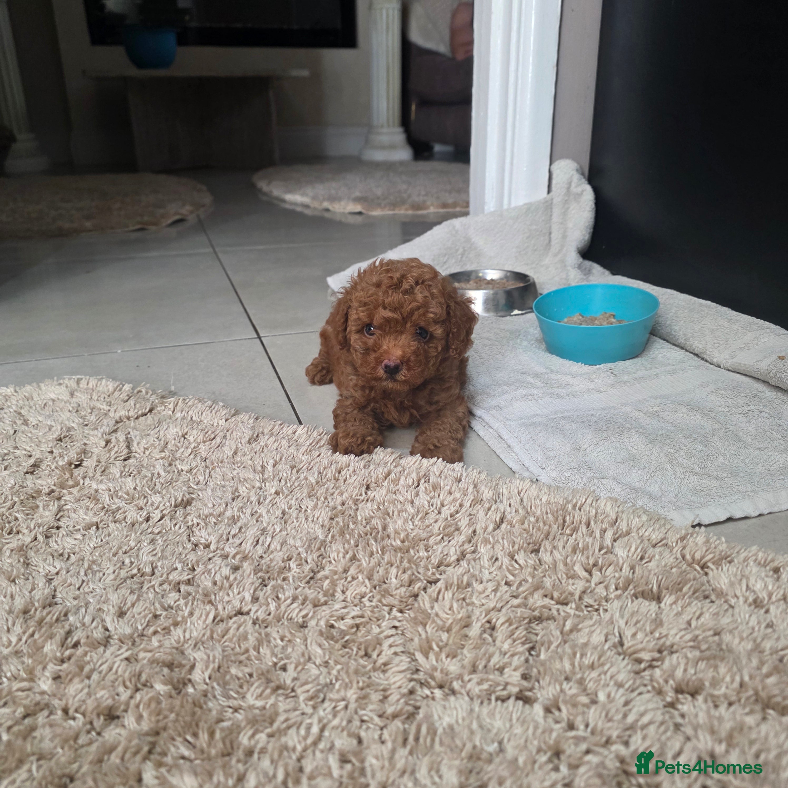 Toy Poodle dogs Toy poodle - Advert 6
