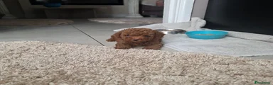 Toy Poodle 4