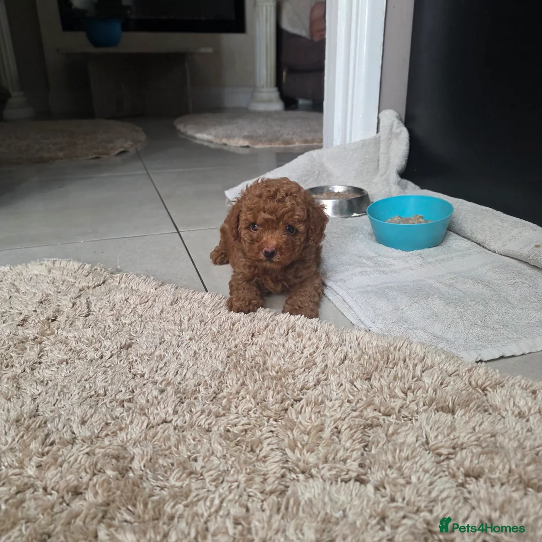 Toy Poodle dogs for sale: Toy poodle - Advert 1
