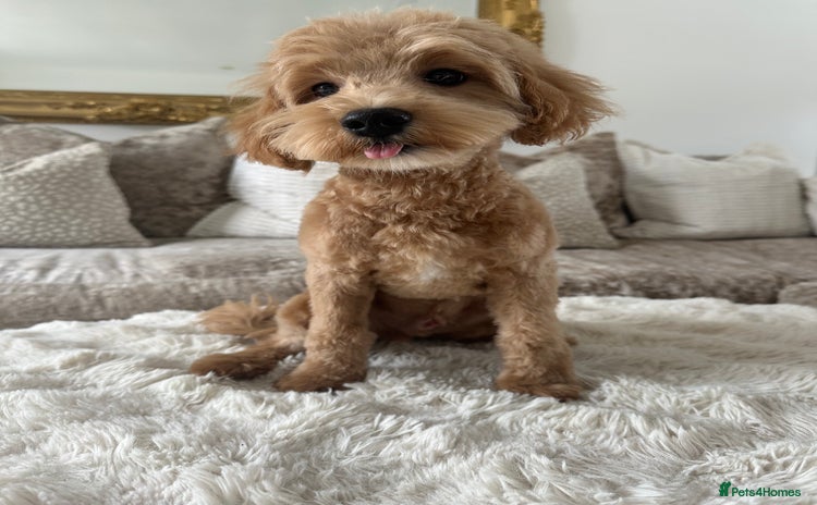 Maltipoo dogs - Advert 1