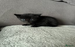 Domestic Shorthair cats for sale: 6 beautiful kittens available  - Image 9