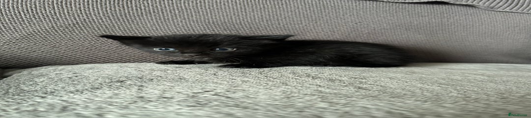 Domestic Shorthair Kitten 5