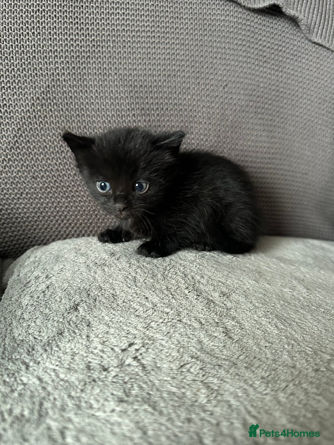 Domestic Shorthair cats for sale: 6 beautiful kittens available  - Image 9
