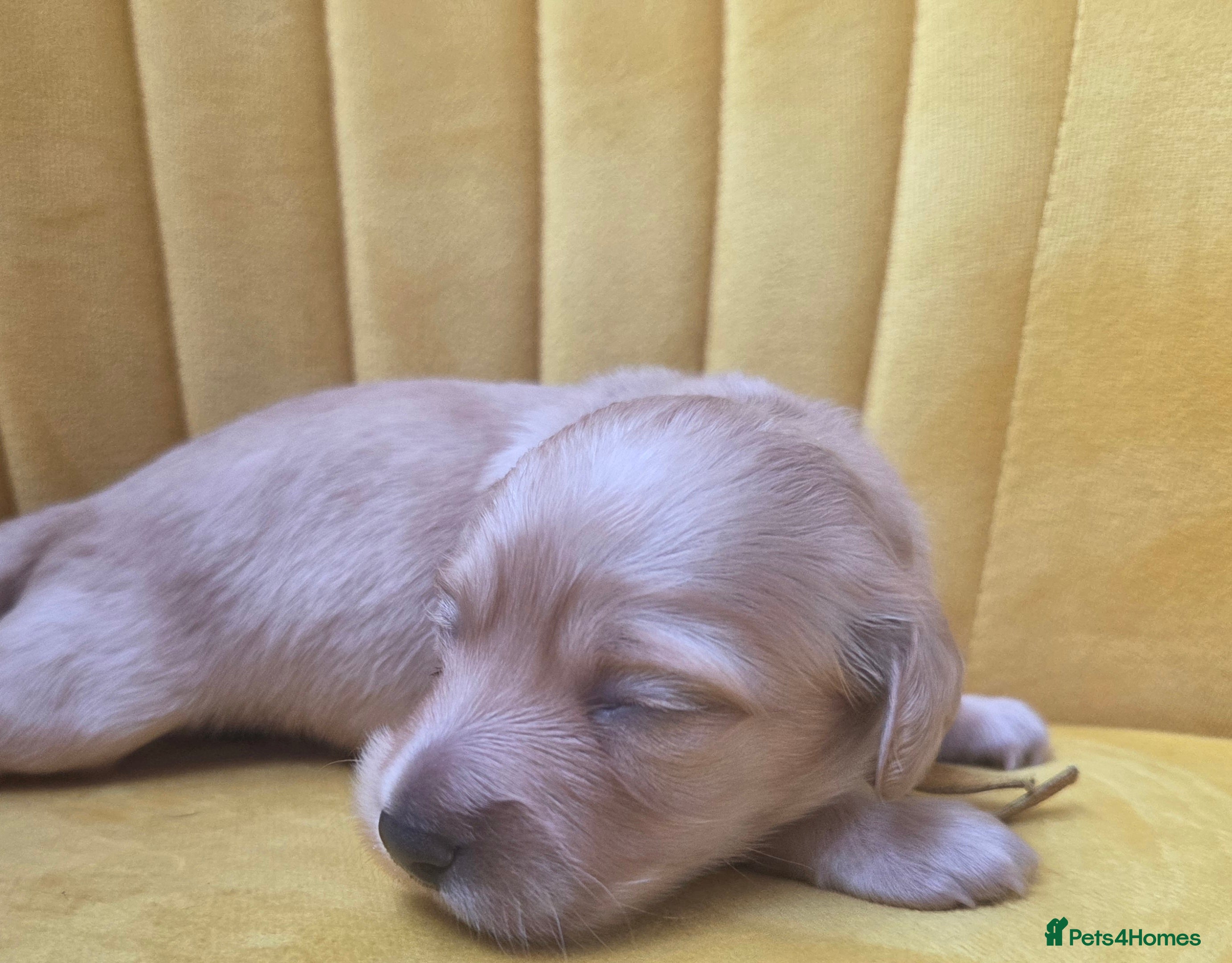 Miniature Dachshund dogs Cream mini dachshund male long haired - Advert 8
