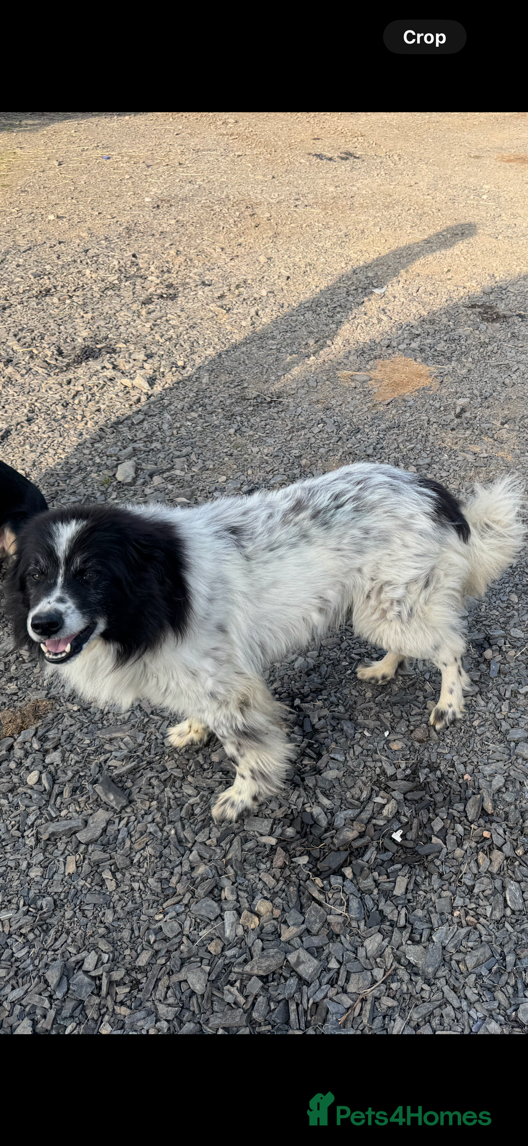 Border Collie dogs for sale: Very cute Border Collie Pups From Working Dogs - Advert 5