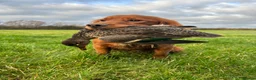 Cocker Spaniel dogs for stud: Dark red KC fully health tested working cockerstud in Sevenoaks - Advert 12