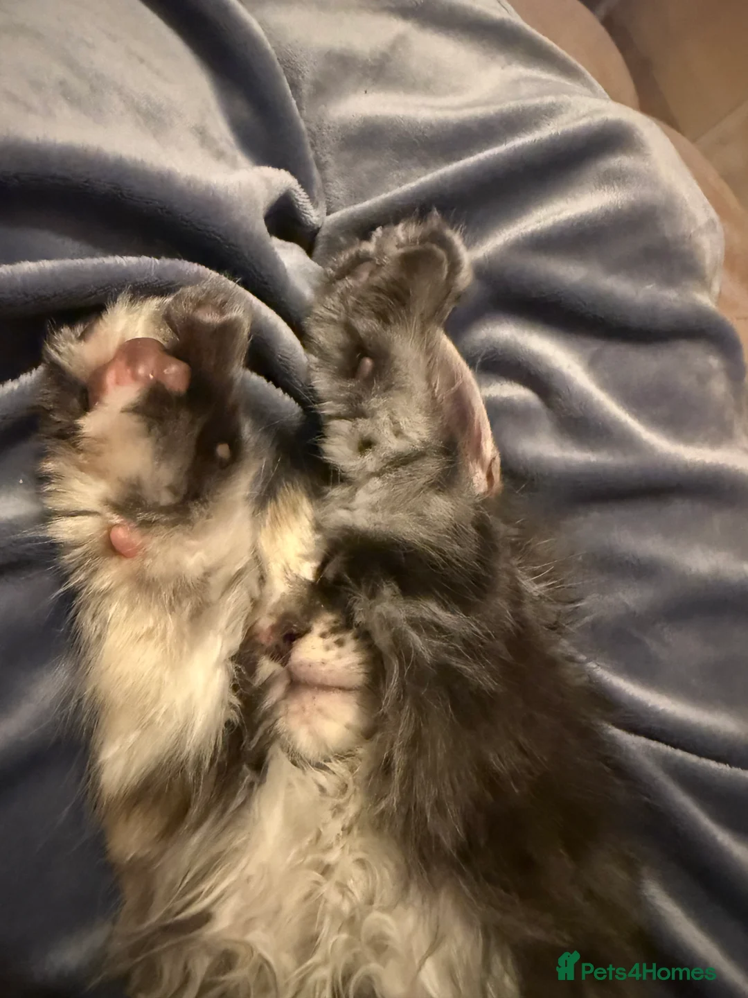 Maine Coon cats for sale: Fully registered Maine Coon kittens  - Advert 18