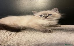Ragdoll cats for sale: Last boy girl Hcm pkd so loving  playful cutie  - Image 23