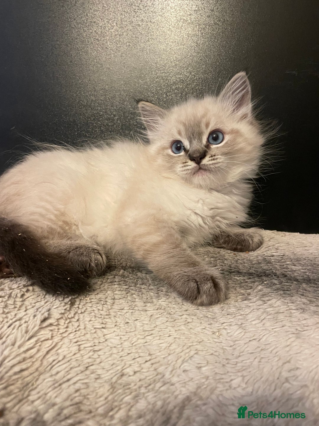 Ragdoll cats for sale: Last boy girl Hcm pkd so loving  playful cutie  - Image 23