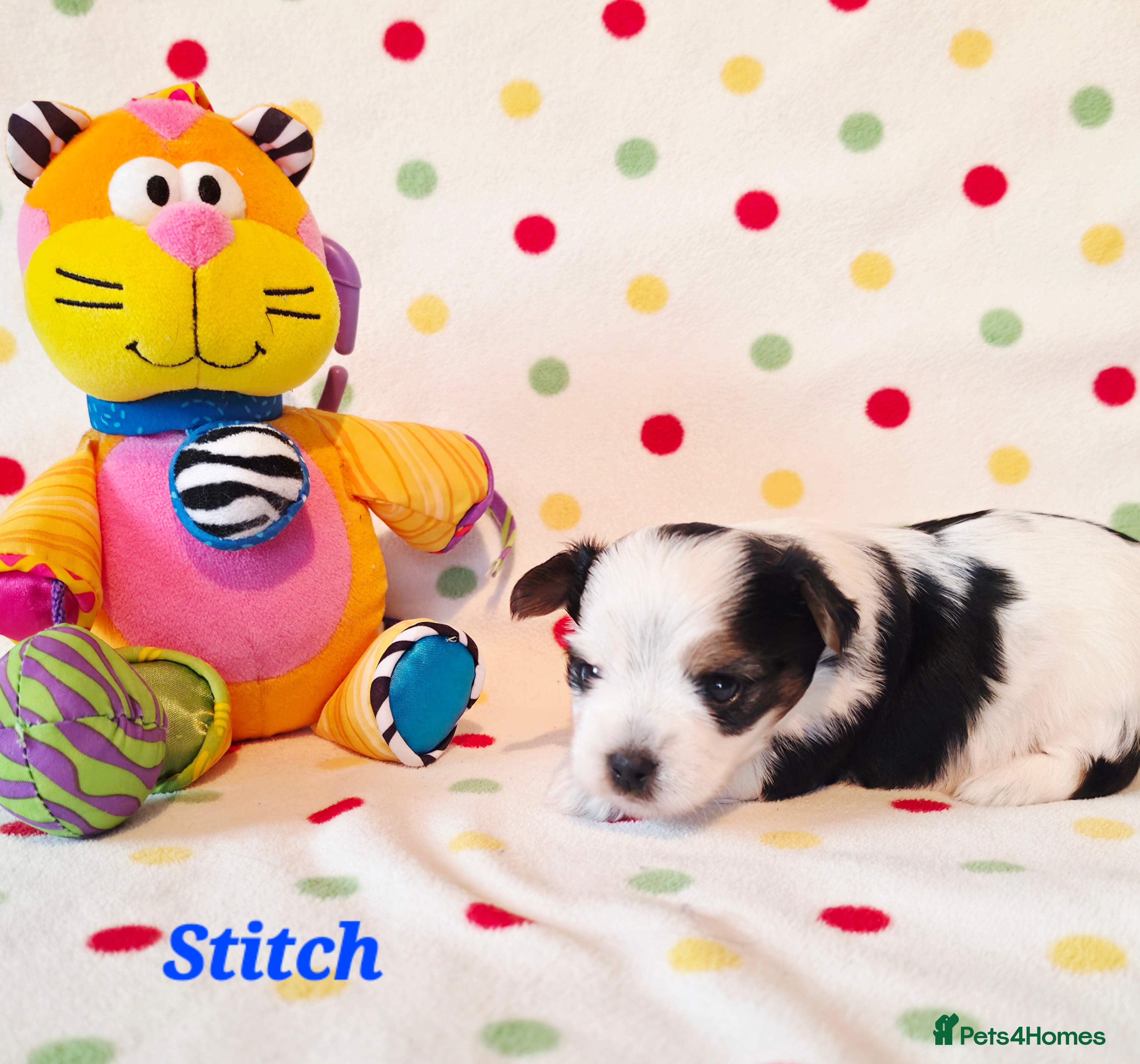 Yorkshire Terrier dogs Beautiful Biewer Terrier 🥰 - Advert 1