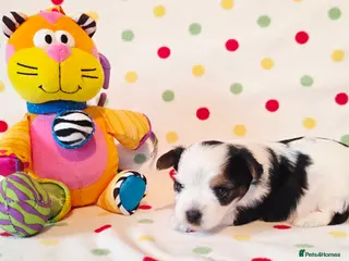 Yorkshire Terrier dogs Beautiful Biewer Terrier 🥰 - Advert 11