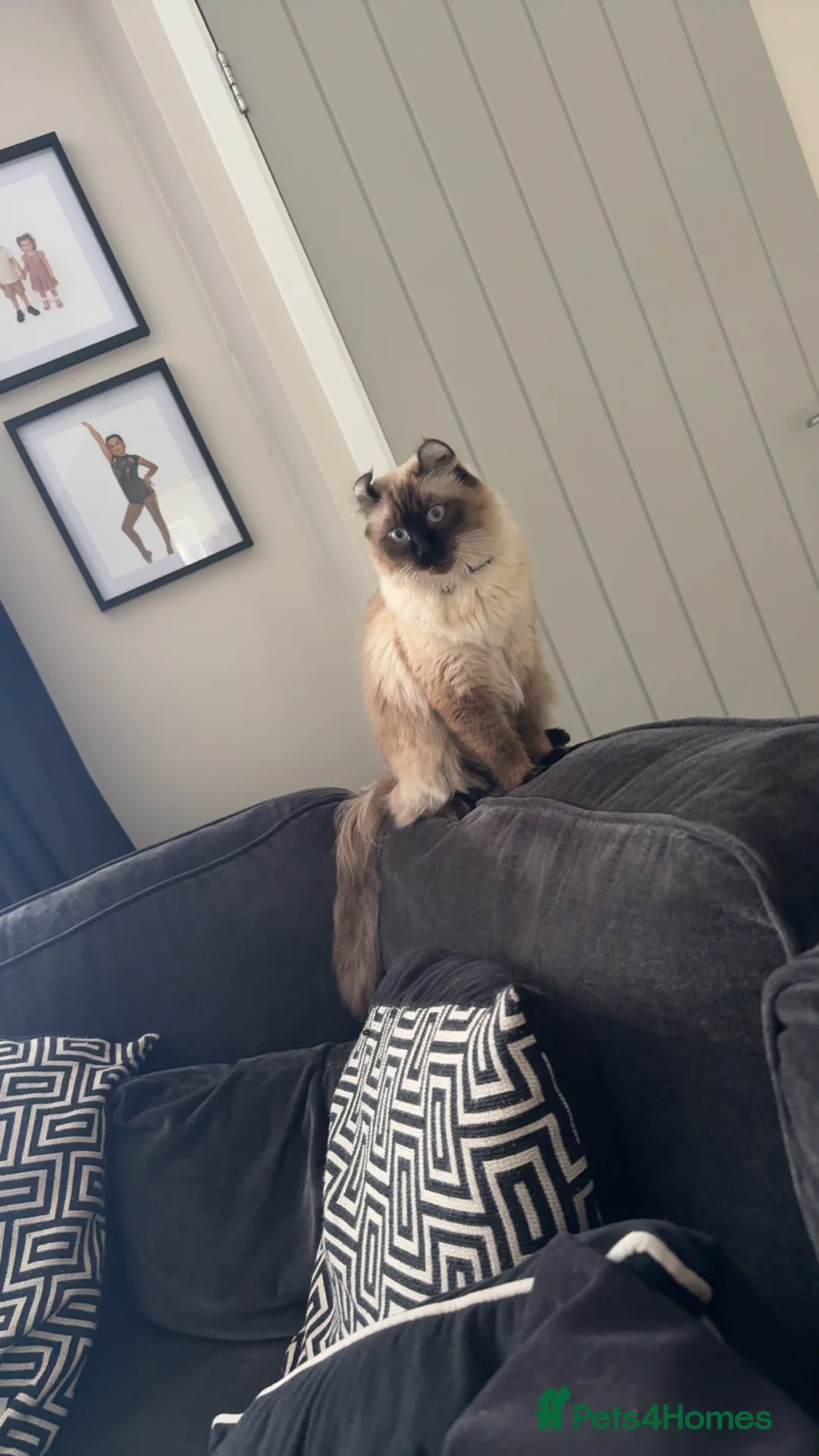 American Curl cats for sale: Beautiful male  in Wigan - Advert 2