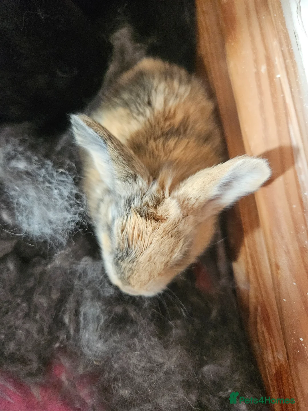 Continental Giant rabbits for sale: Continental giant babies x 8 gorgeous and chunky  in Sheffield - Advert 9