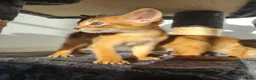 Abyssinian cats for sale: LAST TWO BOYS,champion line Abyssinian kittens🎖 - Advert 10