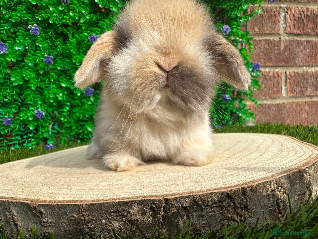 Mini Lop rabbits for sale: Stunning mini lops - Image 38
