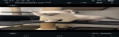 Ragdoll 2