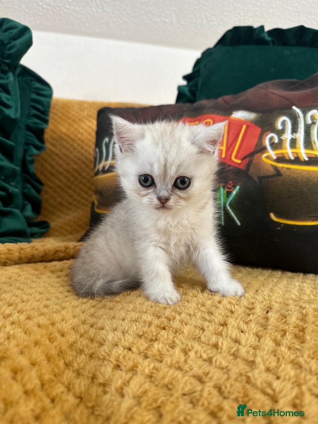 Persian cats for sale: Persian kittens - Image 11