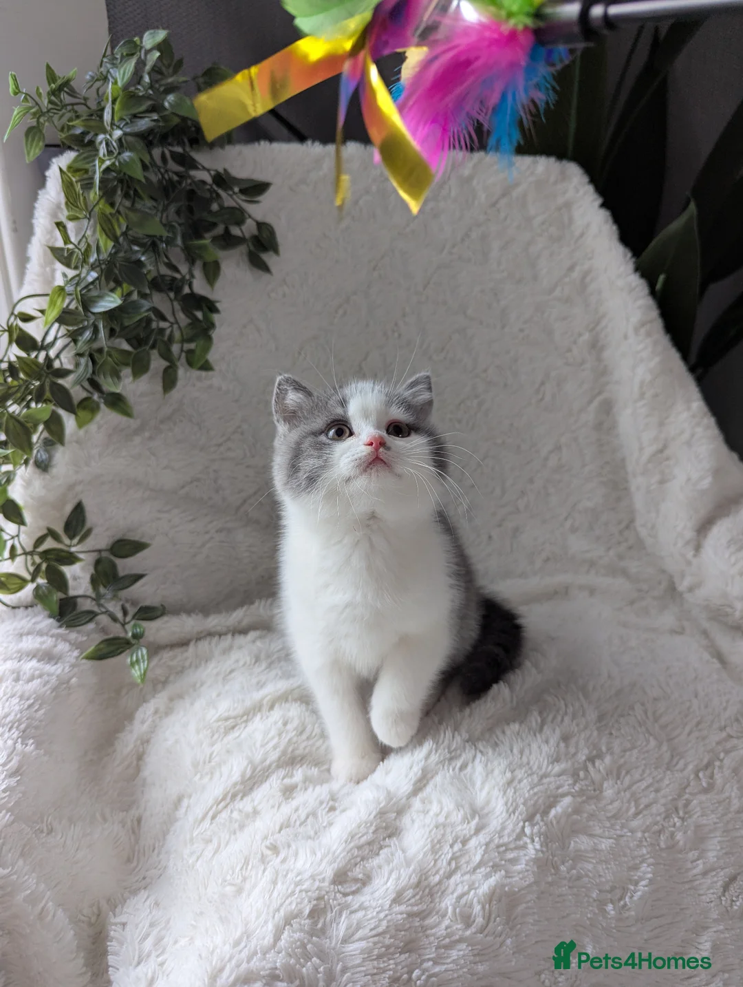 British Shorthair cats for sale: Pedigree bicolour blue British shorthair boy - Advert 2