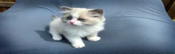 Ragdoll cats for sale: Blue Point/Bicolor Ragdoll Boy Champion Line TICA - Advert 5
