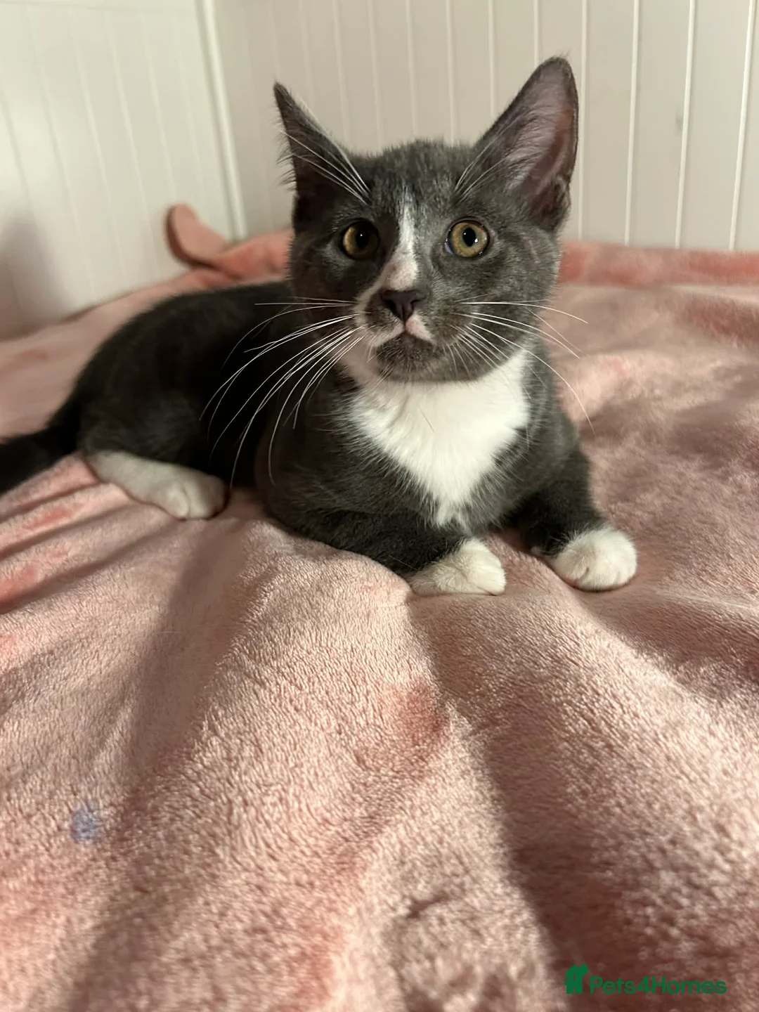 Mixed Breed cats for sale: Kittens - Advert 18