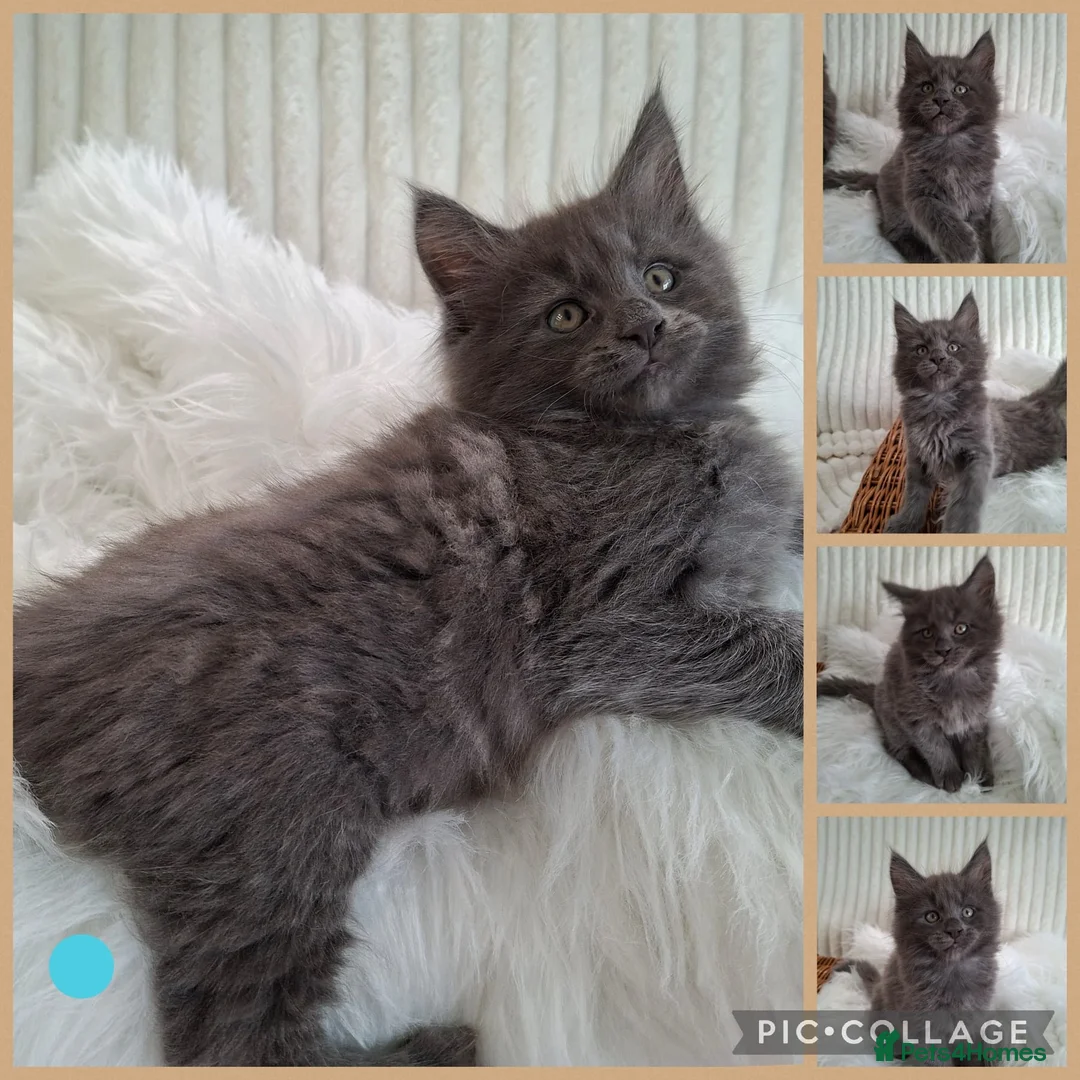 Maine Coon cats for sale: 🤍🐈‍⬛GORGEOUS 8 WEEK OLD MAINE COON KITTENS🐈‍⬛🤍 - Advert 22