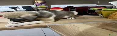 Mixed Breed Puppy 7