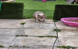 English Bulldog dogs for sale: male and female english bulldogs - Image 4